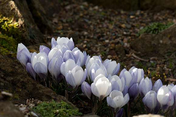 Crocus sp.
