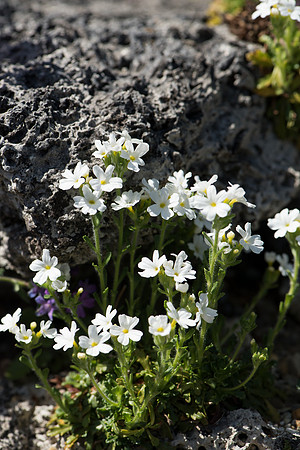 Erinus alpinus var. alba