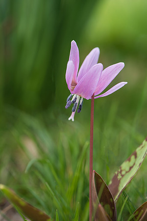 Erythronium dens-canis Fritillaria meleagris