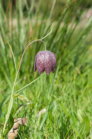 Fritillaria meleagris