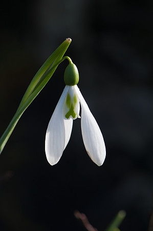Galanthus elwesii