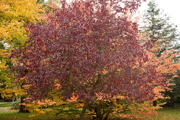 Autumn Colour