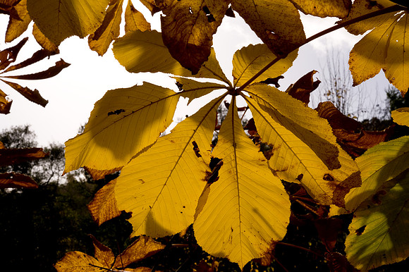 Autumn Colour