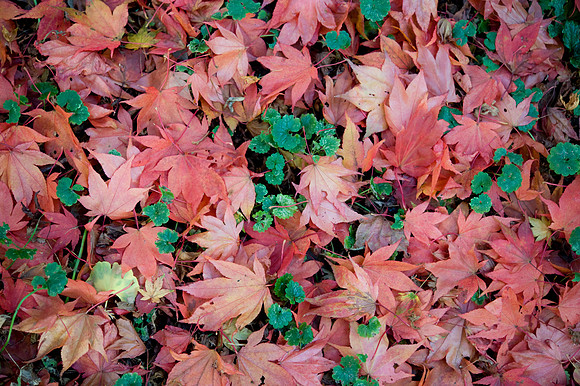 Autumn Colour