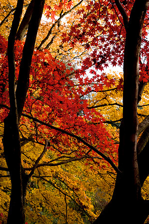 Autumn Colour