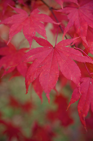 Autumn Colour