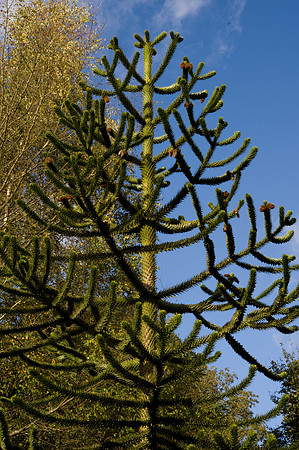 Araucaria araucana