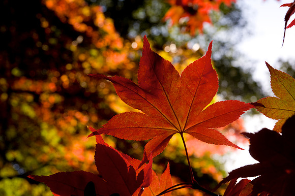 Autumn Colour