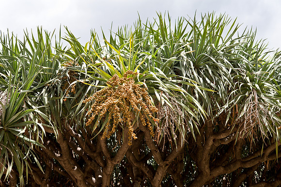 Dracaena draco