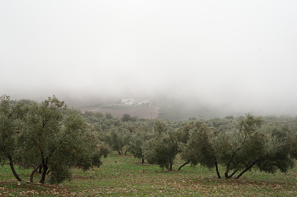 Olive groves Villanueva de la Concepcion