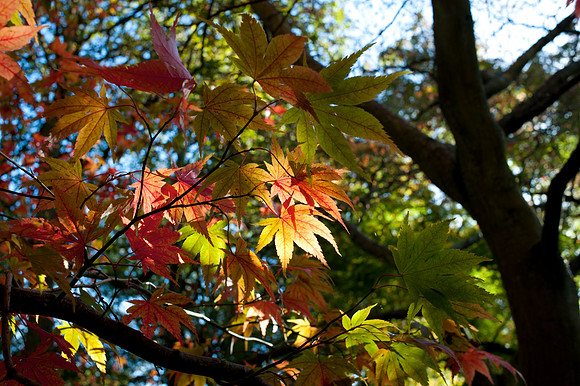 Autumn leaves, Winkworth