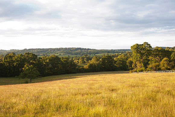 Sedgehill