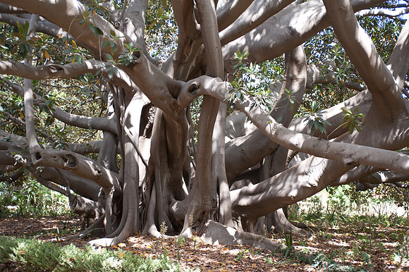 Ficus