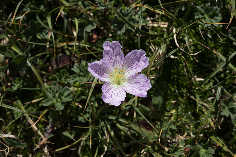Geranium