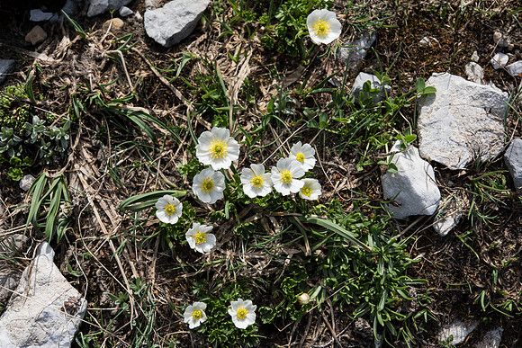 Dryas ocopetala