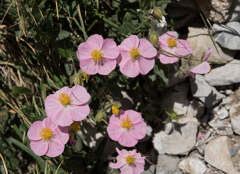 Helianthemum nummularium var. roseum