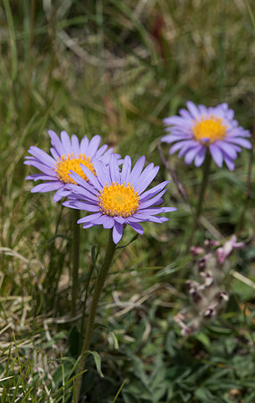 Erigeron alpinus