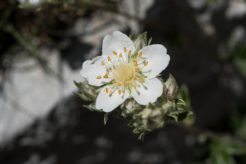 Potentilla alchimilloides