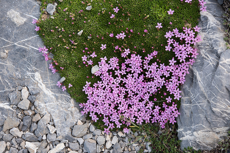 Silene acaulis