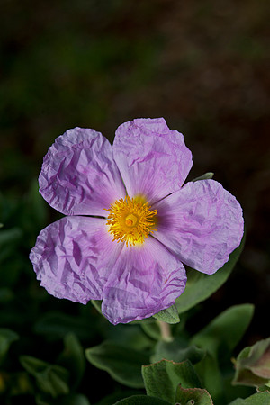 Cistus albidus