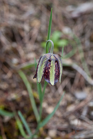 Fritillaria lusitanica