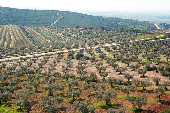 Olives at Blancas Sierra del Condas