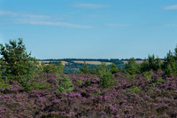 Ash Ranges, Surrey