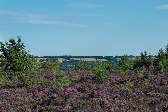 Ash Ranges, Surrey