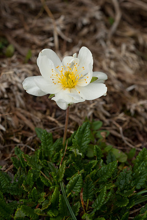 Dryas octapetala