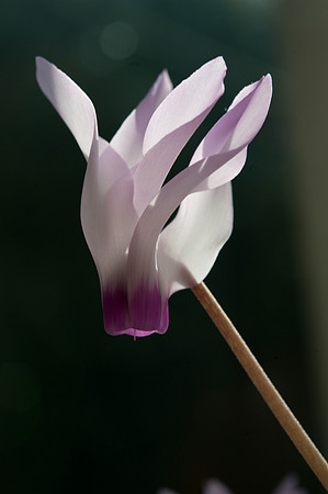 Cyclamen persicum