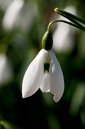 Galanthus nivalis