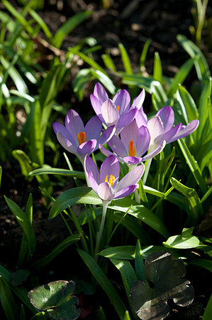 Crocus vernus