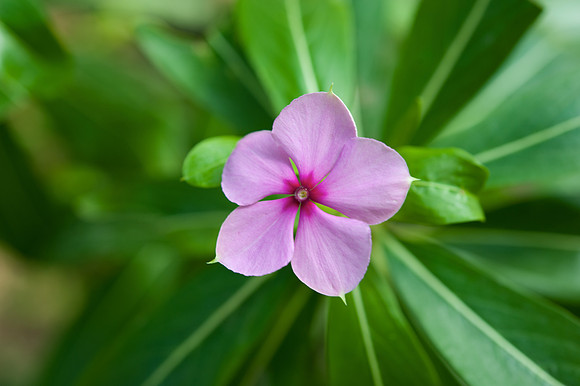 Catharanthus roseus