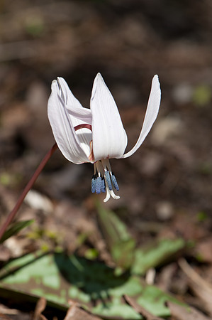 Erythronium dens-canis