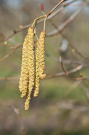 Alnus serrulata