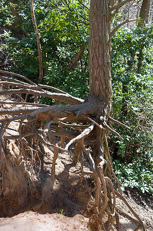 Roots