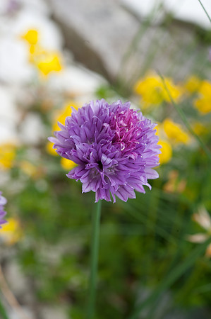 Armeria maritima