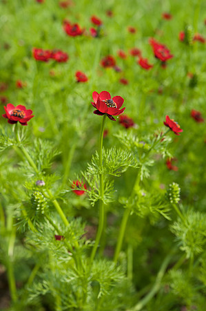 Adonis annua