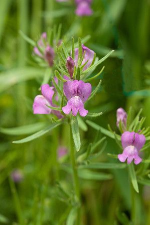Antirrhinum orontium