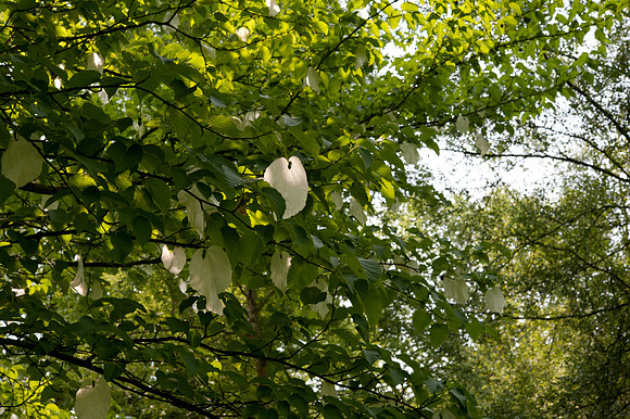 Davidia involucrata