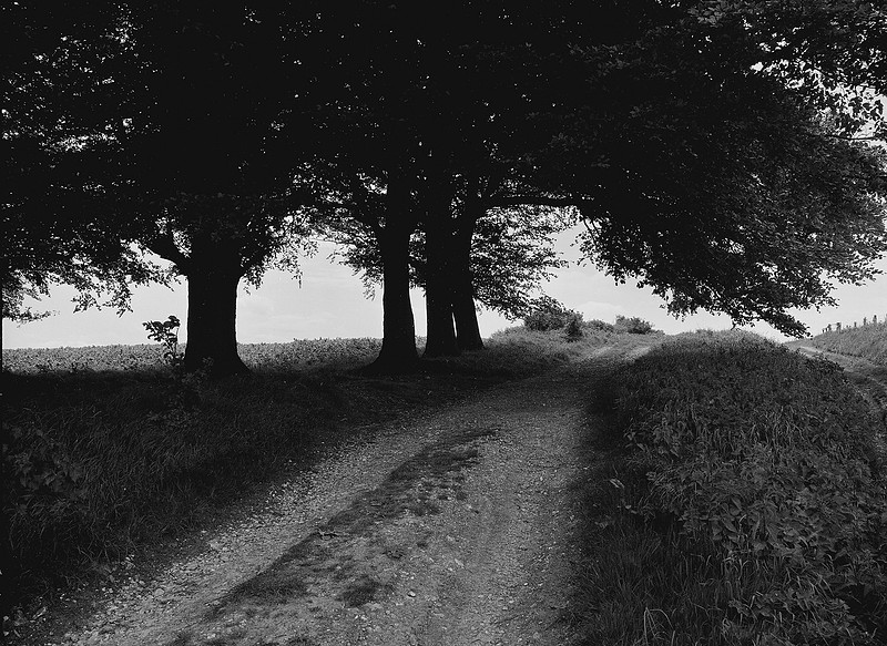 Ridgeway trees