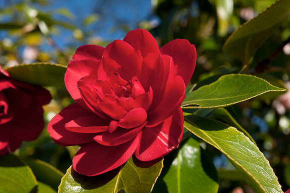 Camelia