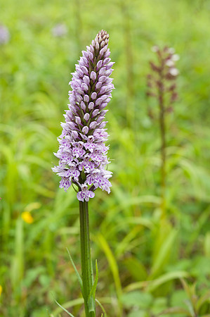 Dactylorhiza fuchsii