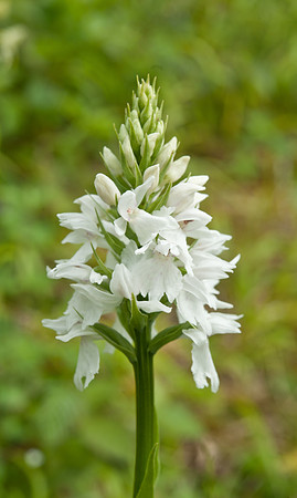 Dactylorhiza fuchsii var. alba