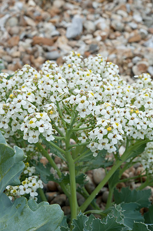 Crambe maritima