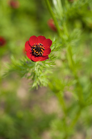 Adonis annua
