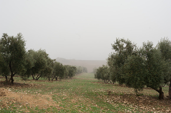 Olive grove near Villanueva de la Concepcion