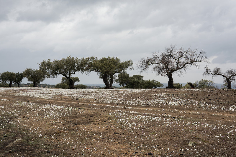 Dehesa at Barrancos, Portugal