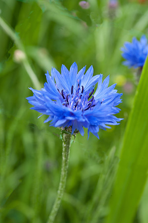 Centaurea cyanus