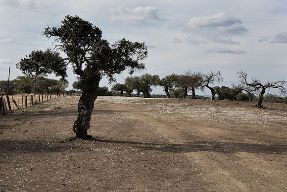 Dehesa at Barrancos, Portugal